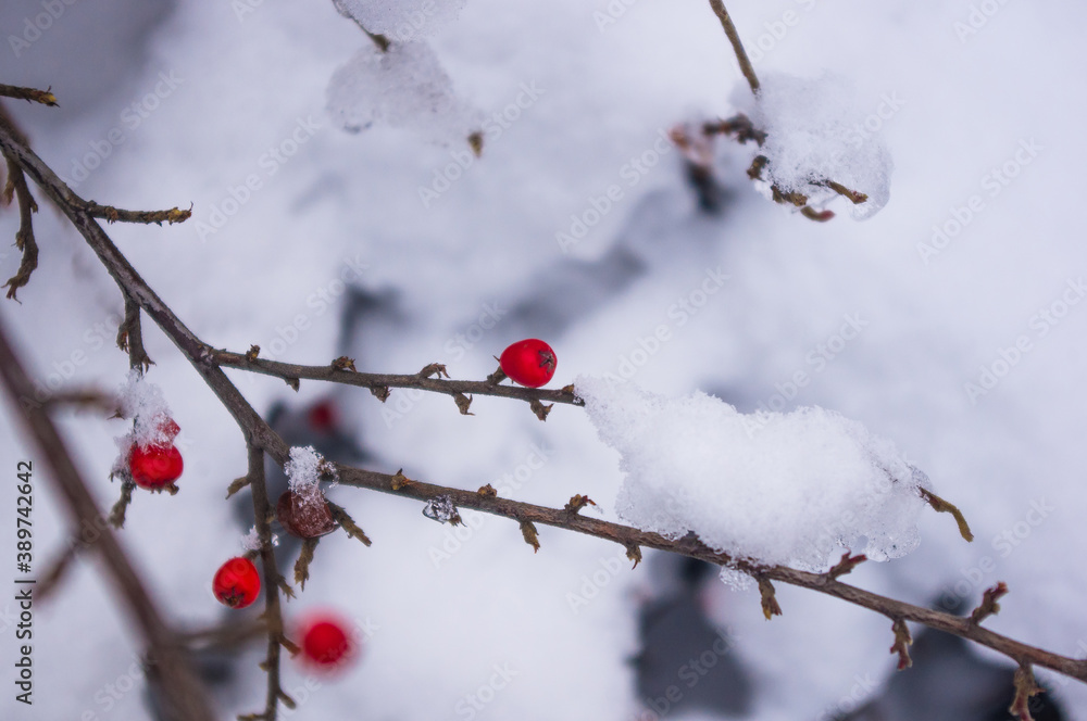 Covered with snow, clusters of red berries of a Cotoneaster horizontalis Decne, winter background. Covered with snow, clusters of red berries of a Cotoneaster horizontalis Decne, winter background.
