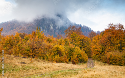beautiful colorful autumn forest landscape