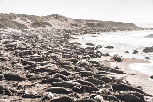 Sleeping Elephant Seals