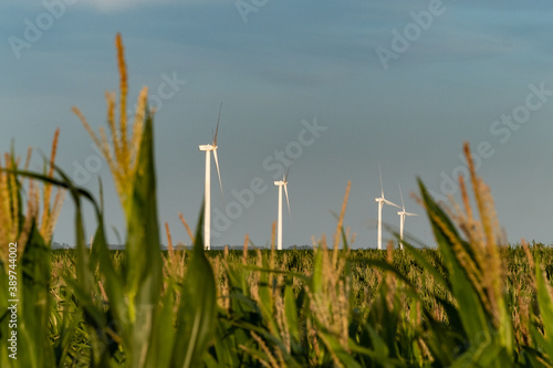 Countryside during the dusk, with a landscape of a windmill farm in Colonia, Uruguay. Three windmills can be see on the middle of the photo and some corn plans are framing them photo