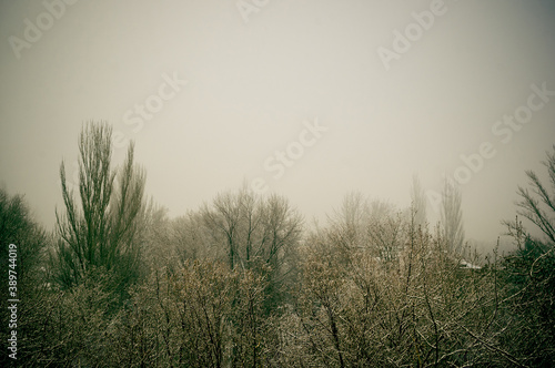 Winter urban frosty landscape - snow covered trees on foggy background