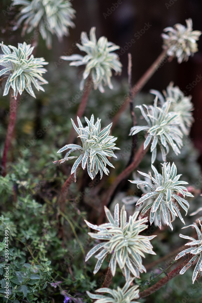 Light Green Wet Autumnal Flora Display Light Green Wet Autumnal Flora Display