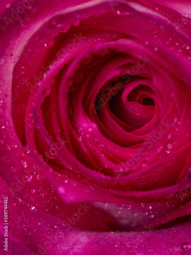 drops on roses. Abstract flower with pink rose on black background - Valentines  Mothers day  anniversary  condolence card. Beautiful rose. close up roses . red kamala 