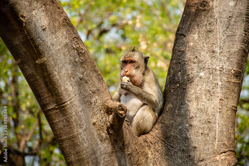 Monkey eating banana and sitting on the tree in Thailand.
Monkey eating banana and sitting on the tree in Thailand.