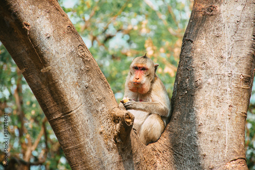 Monkey eating banana and sitting on the tree in Thailand. 