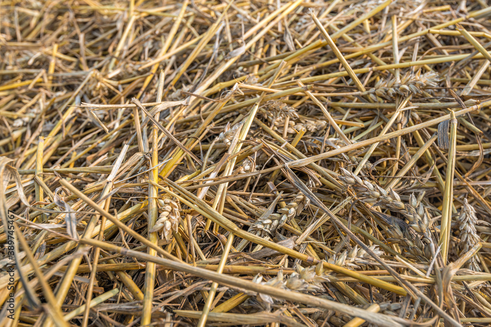 Closeup of remaining straw after harvesting and threshing the grain.