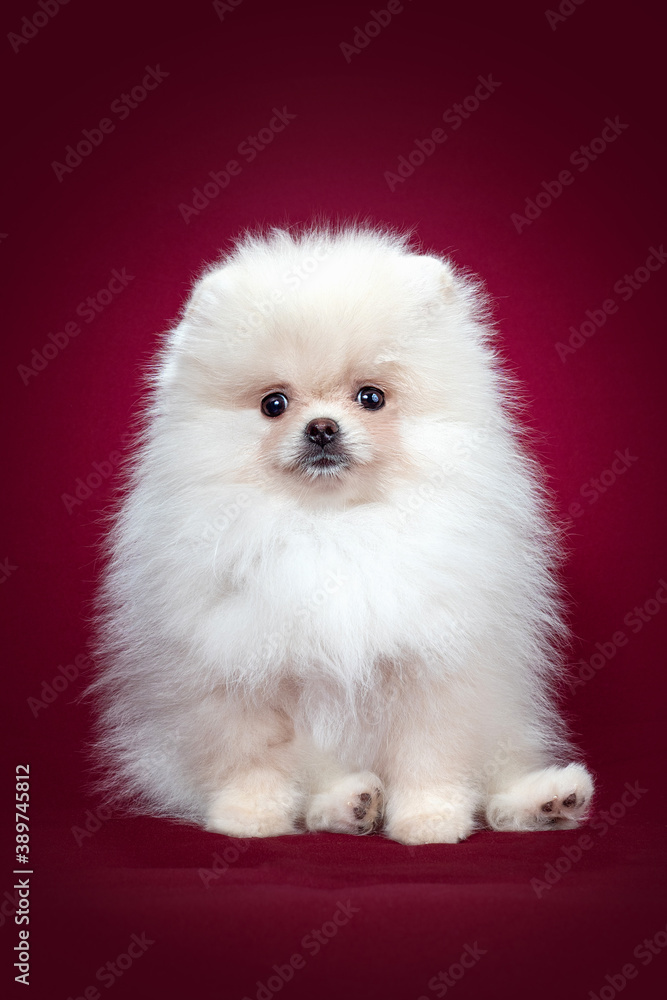 Pomeranian spitz Dog on Isolated red Background in studio Pomeranian spitz Dog on Isolated red Background in studio