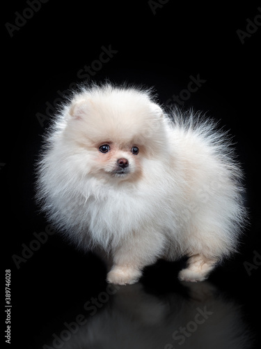 Fluffy Cute White Pomeranian Spitz Dog Standing isolated on Black Background in Front view © photografspb