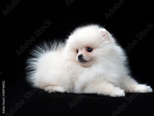 Fluffy Cute White Pomeranian Spitz Dog Standing isolated on Black Background in Front view
