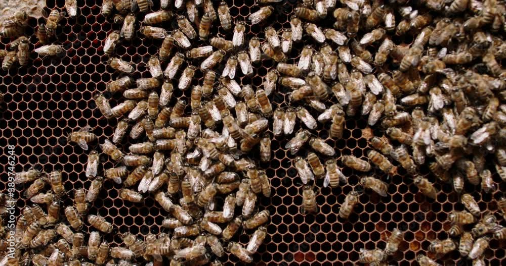 Close up shot of busy bees living in a frame of a beehive. Lots of insects are bringing honey into cells and taking care of larvaes - collective work, ecology concept 4k footage Close up shot of busy bees living in a frame of a beehive. Lots of insects are bringing honey into cells and taking care of larvaes - collective work, ecology concept 4k footage