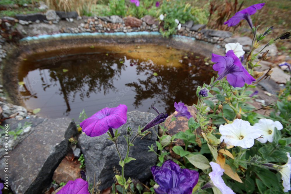 Petunias against the backdrop of a small garden pond. Petunias against the backdrop of a small garden pond.