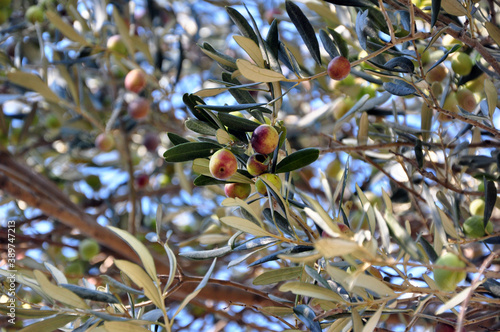 colorful olives on a branch and olive tree