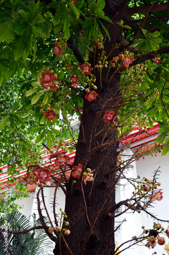 Photography Bangkok, Thailand - Tree Blossoms at Wat Pho