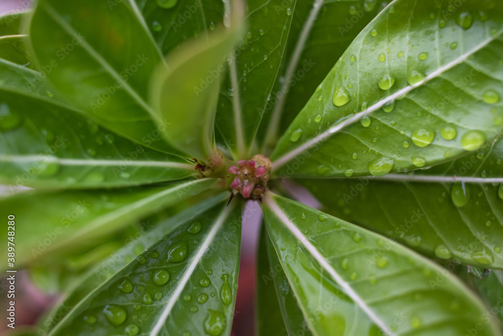 water drops on a leaf water drops on a leaf