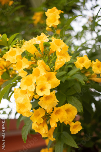 yellow flowers in the park © Miguel-Sánchez