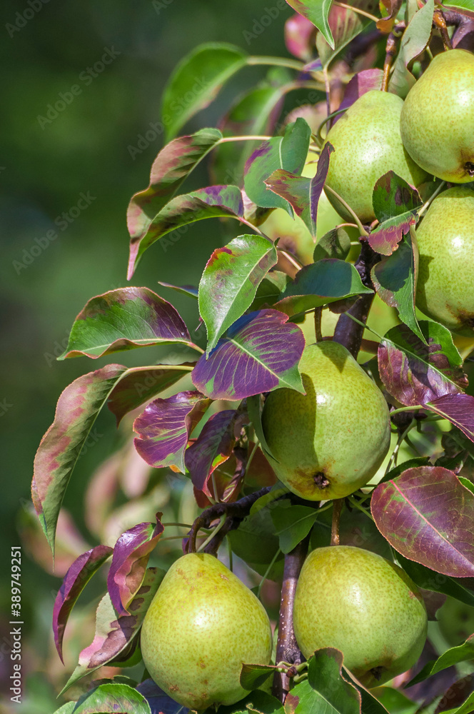 Green pears hang on a tree branch. Green pears hang on a tree branch.