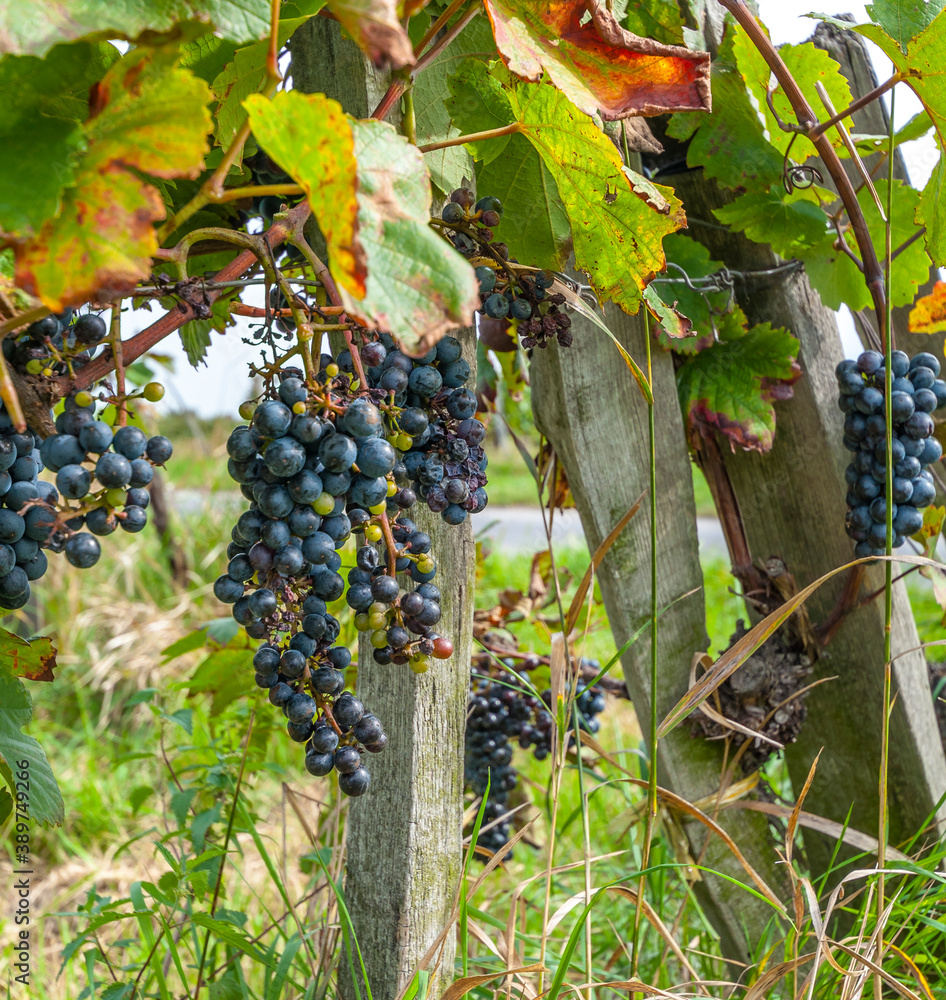 Bunches of purple grapes hang from a vines ready for harvest.