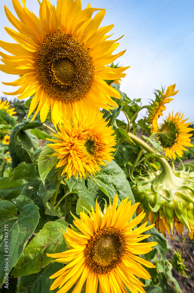 A close view of sunflowers.