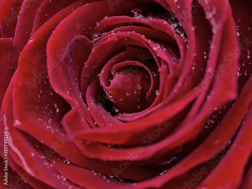 drops on roses. Abstract flower with pink rose on black background - Valentines  Mothers day  anniversary  condolence card. Beautiful rose. close up roses . red kamala 