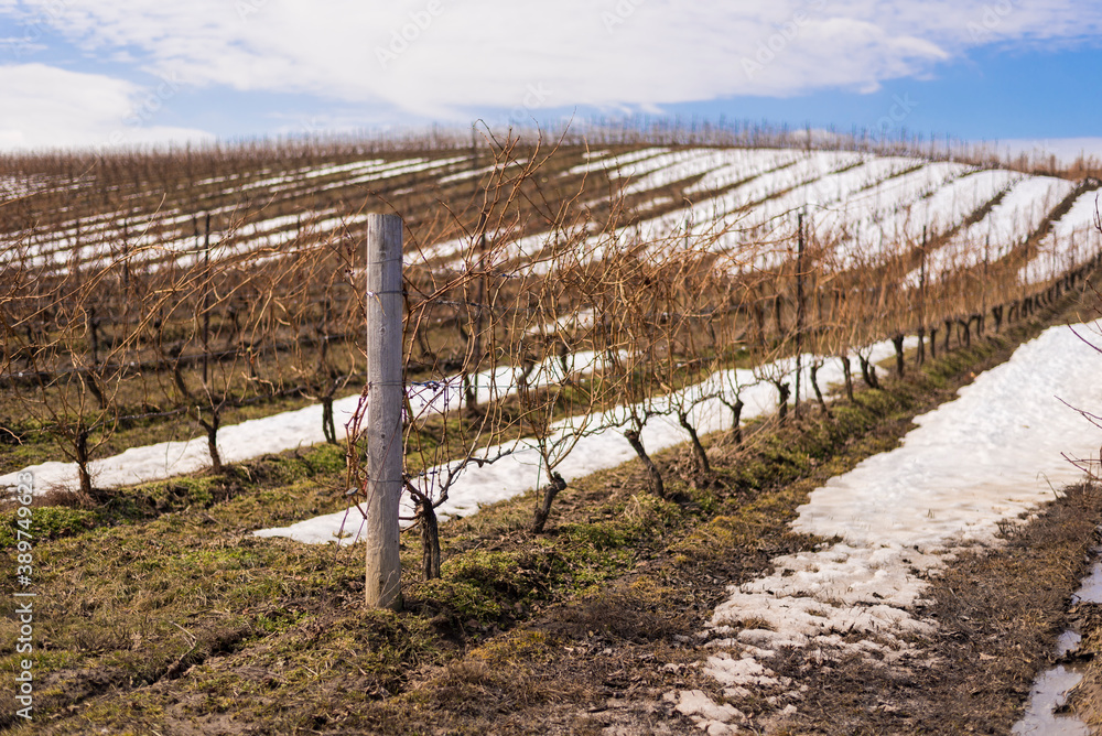 A vineyard partially snow covered in early Spring located in the Niagara Region, Canada.