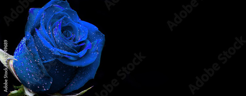 blue roses on black background
valentono. womans day. love