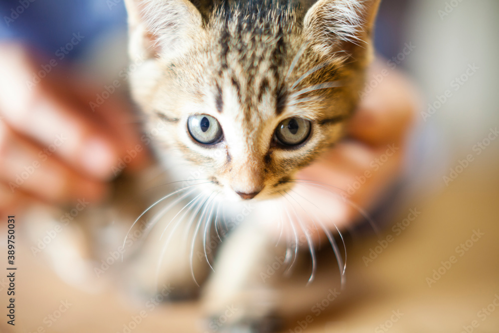 Fototapeta premium 子猫