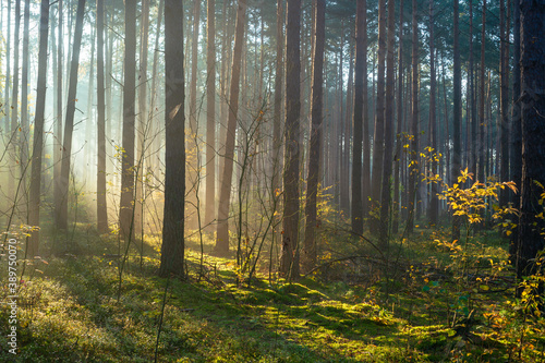 Las pełen światła, Jesień © Piotr Szpakowski