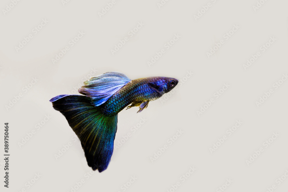 Fototapeta premium Male blue moscow guppy on white
