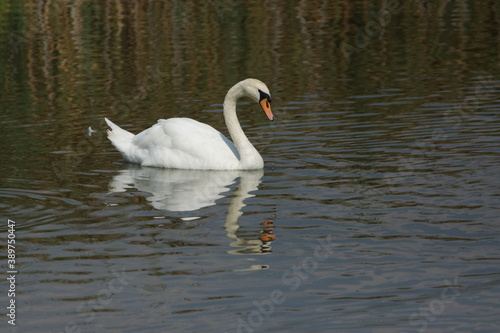 Swimming Swan Reflectiong