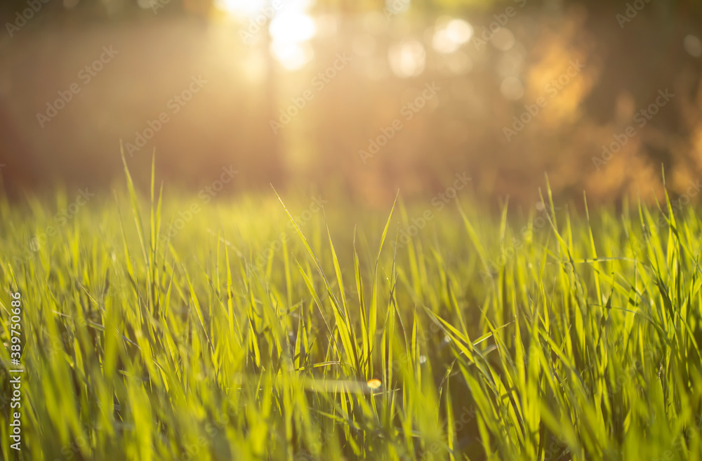 Green grass and sunset light in a forest