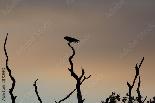 Sunset Crow