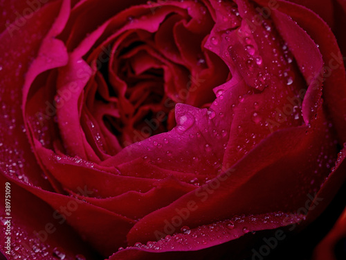 Fototapeta Naklejka Na Ścianę i Meble -  Abstract flower with pink rose on black background - Valentines, Mothers day, anniversary, condolence card.  Beautiful rose. close up roses . St James park