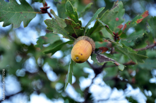 acorn on tree