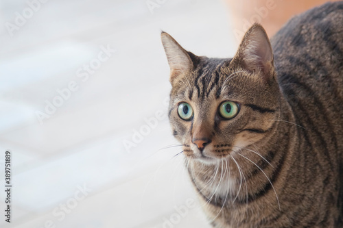 Portrait of a beautiful domestic cat with green eyes. Closeup face of gray striped cat pat with beauty green eyes.