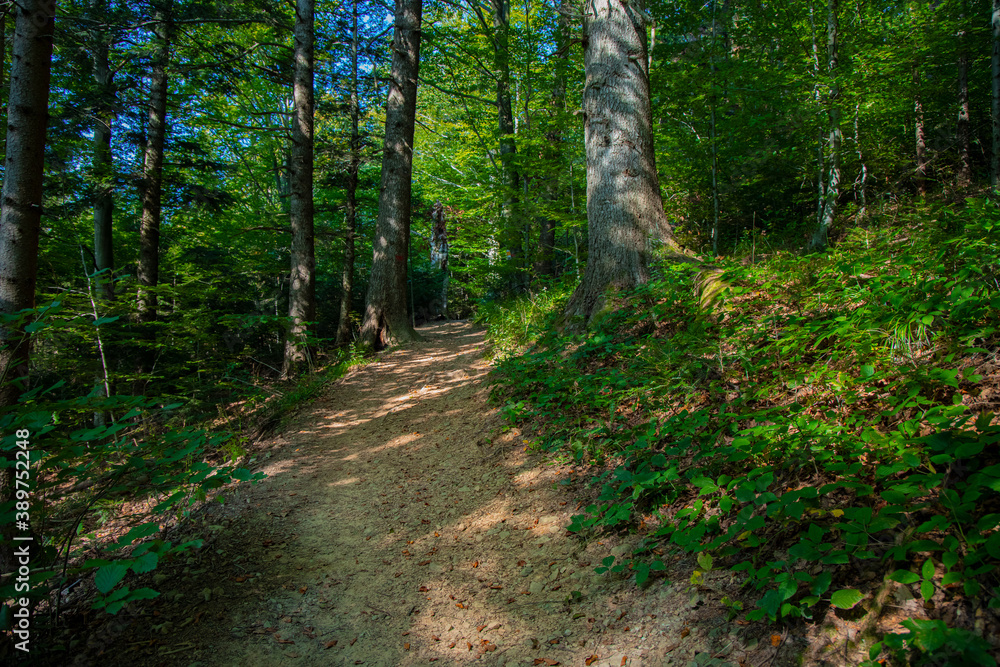 summer forest idyllic landscape scenery environment space without people here near dirt lonely trail path summer forest idyllic landscape scenery environment space without people here near dirt lonely trail path