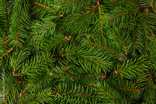 Spruce branches as a background, texture. New Year's backdrop, the source.