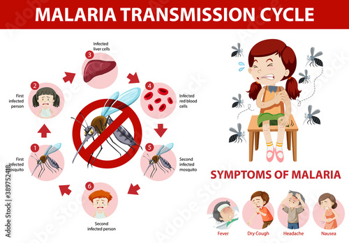 Malaria transmission cycle and symptom information infographic