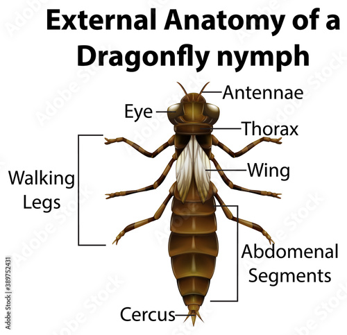 External Anatomy of a Dragonfly nymph on white background