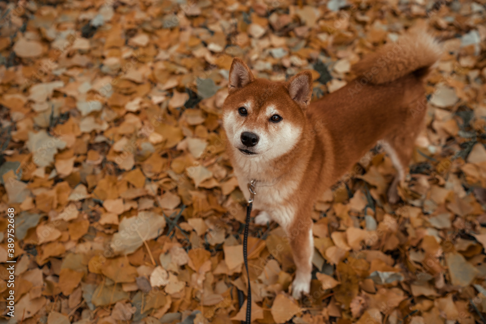 shiba iny  red dog