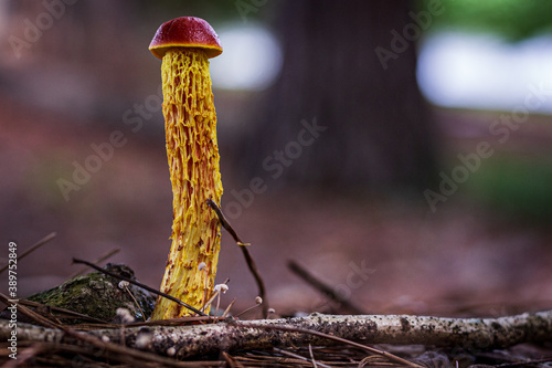 Yellow Mushroom with Red Top photo
