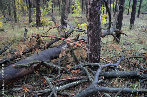 Forest near Kiev at autumn