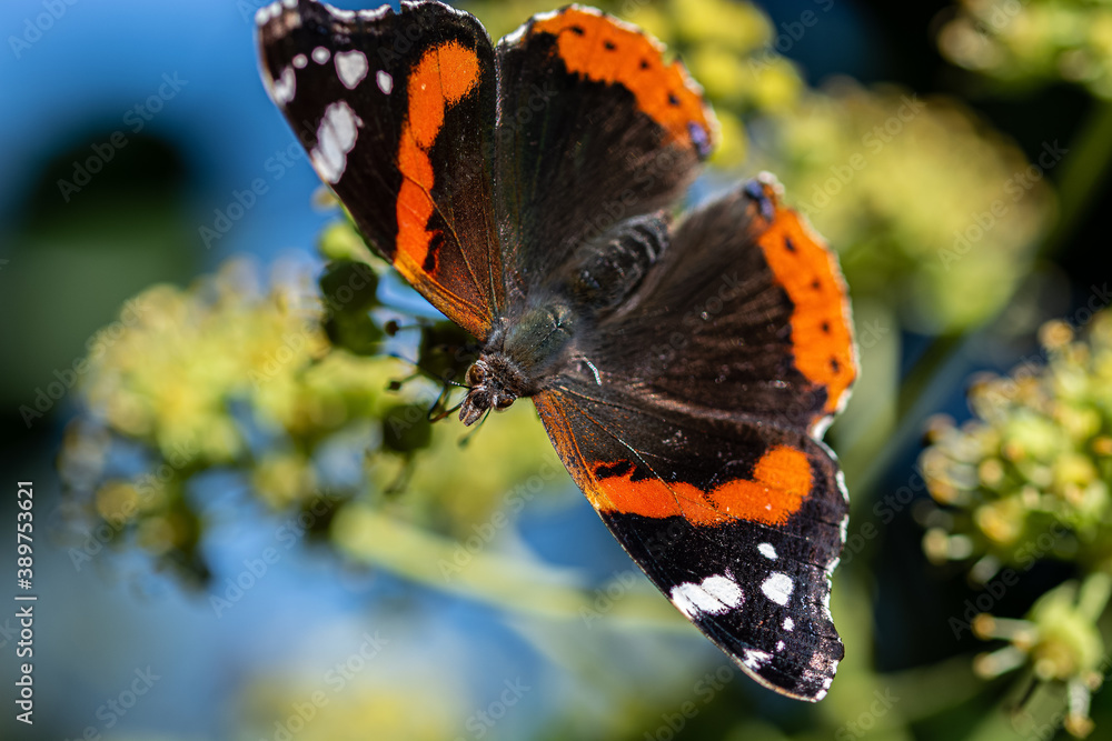 Red admiral butterfly resting on flower. With black and orange bands on wings. Closeup. 105mm macro lens Red admiral butterfly resting on flower. With black and orange bands on wings. Closeup. 105mm macro lens