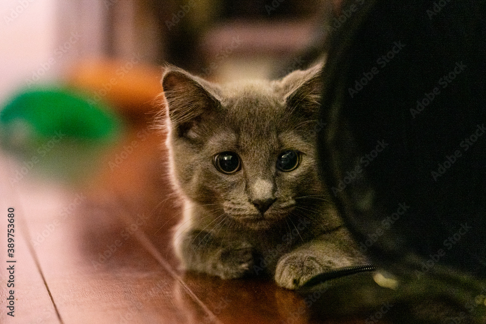 portrait of a gray kitten