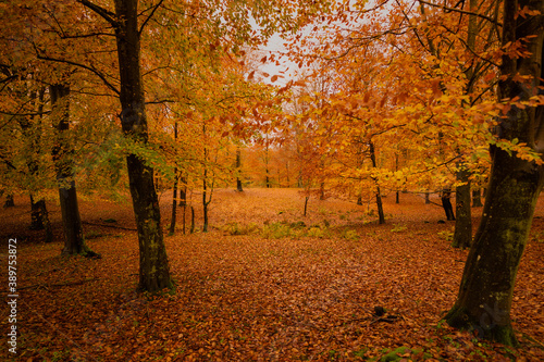 Danish autumn forest in beautiful colours