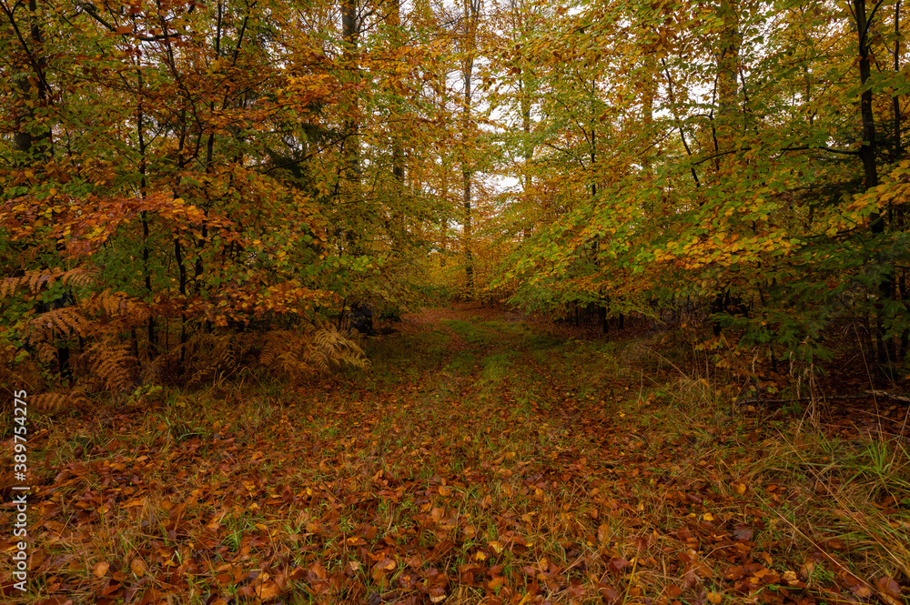 Danish autumn forest in beautiful colours Danish autumn forest in beautiful colours