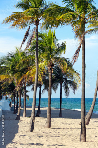 palm trees on the beach © Bill Keefrey