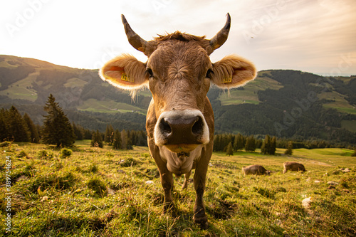 brown and black swiss cows on mountain pasture in Switzerland