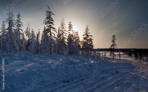 sunset in the forest © Евгений Таюрский