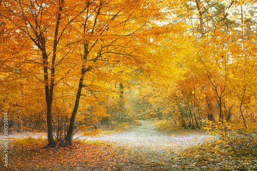 Pathway through deciduous autumn forest. 
