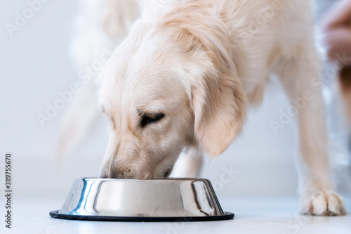 Beautiful lovely white dog licking water from a bowl placed on the living room floor at home.